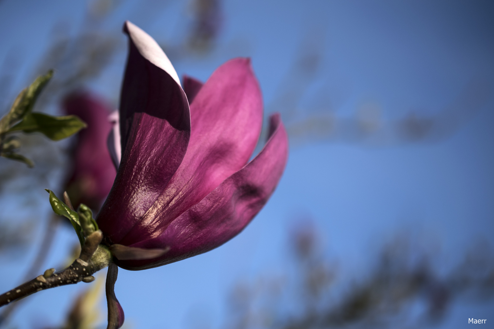 Una flor de mágnolia