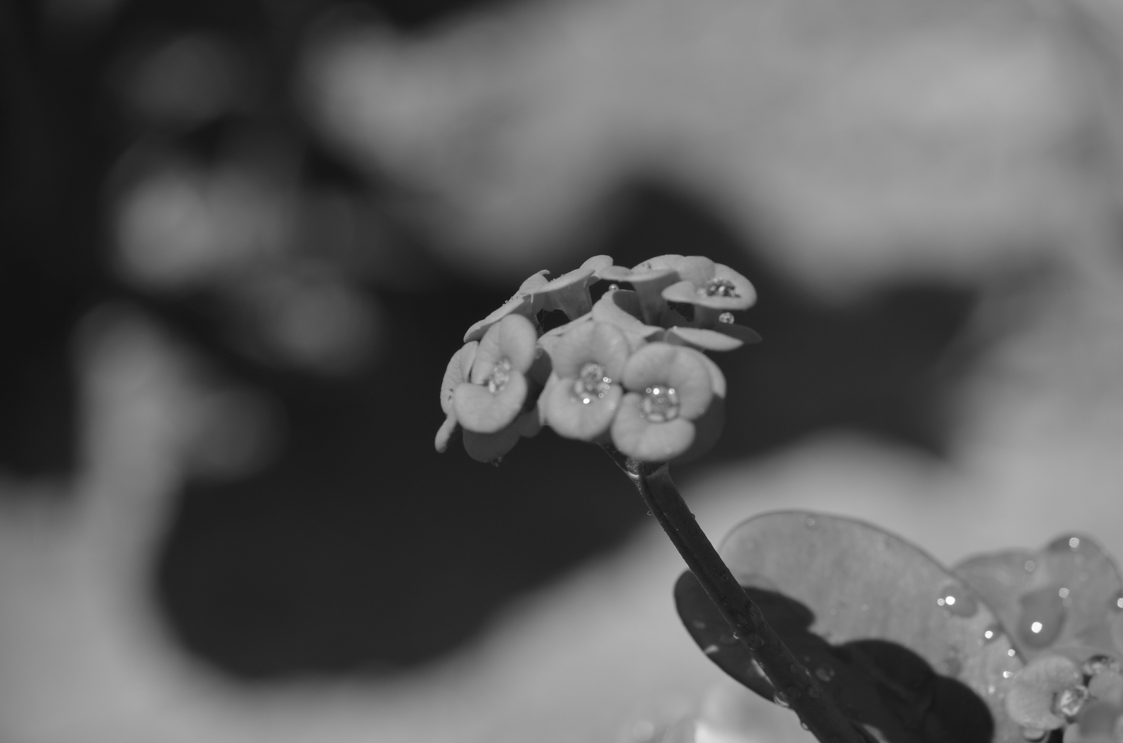 UNA FLOR DE MI JARDIN