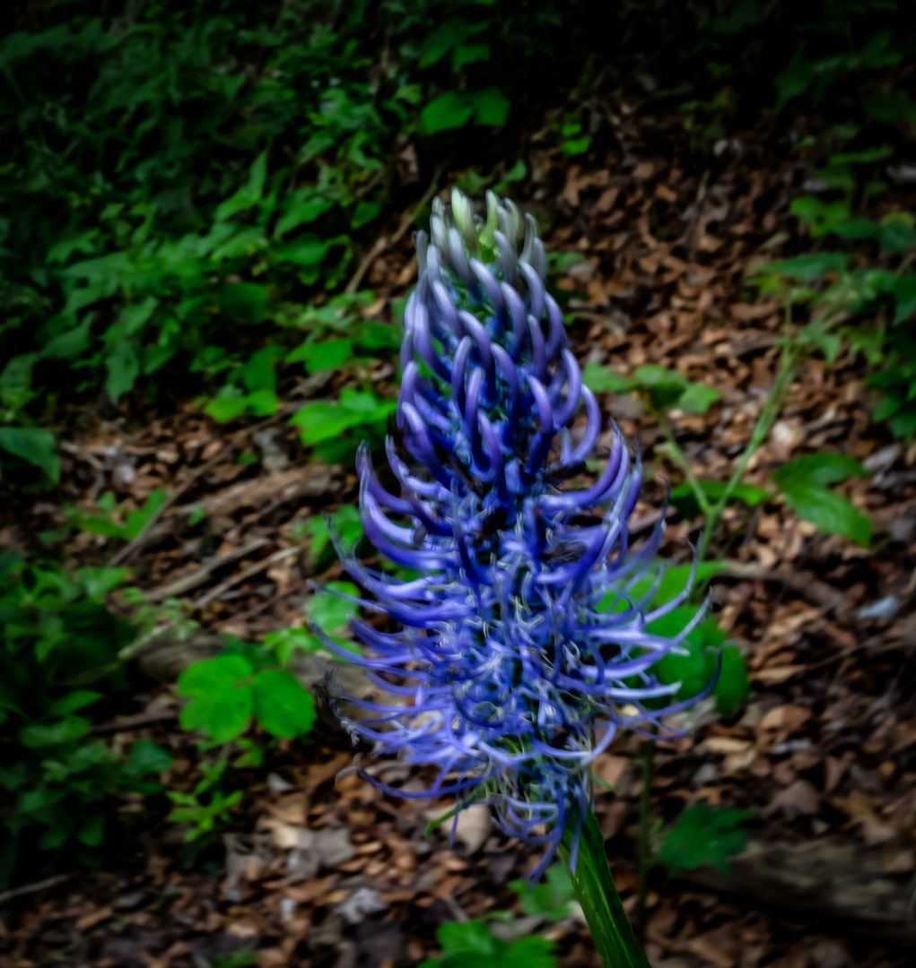 Una flor de Plitvice