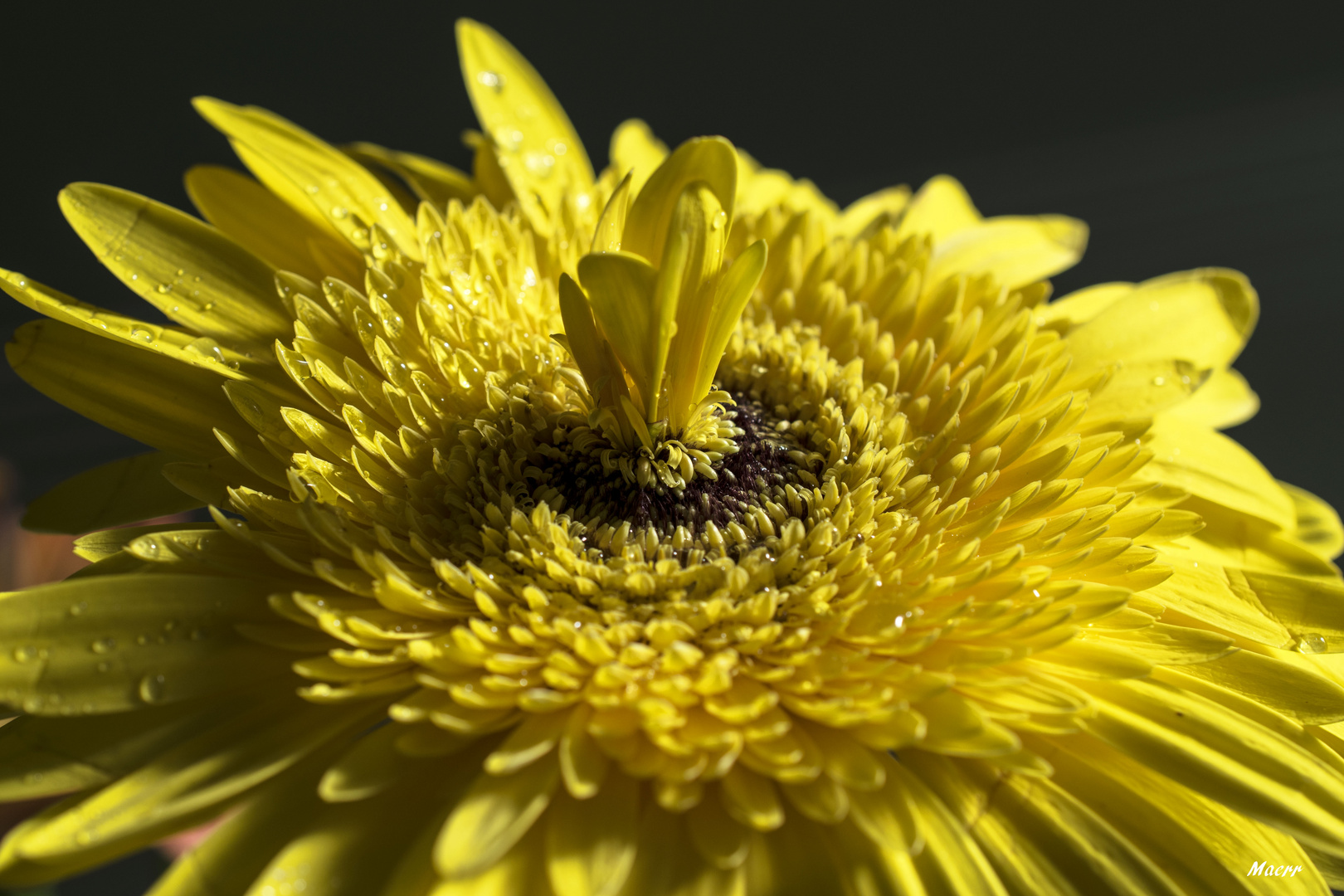 Una flor distinta con un brote en medio