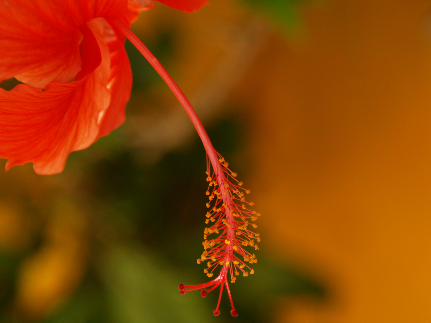 UNA FLOR EN BRASIL