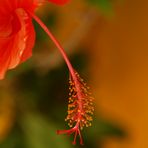 UNA FLOR EN BRASIL