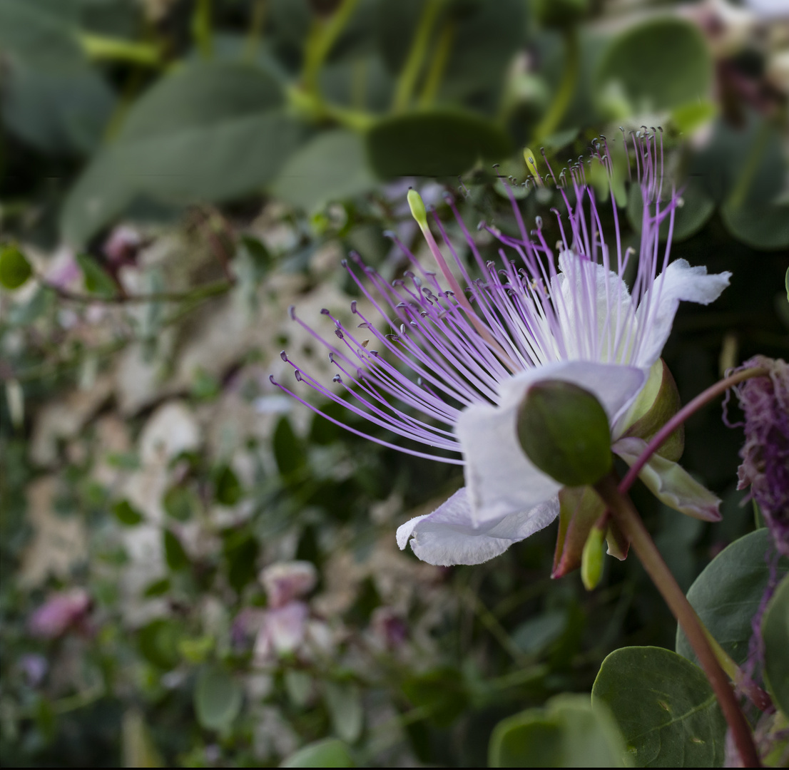 Una flor en Dubrovnik