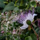 Una flor en Dubrovnik