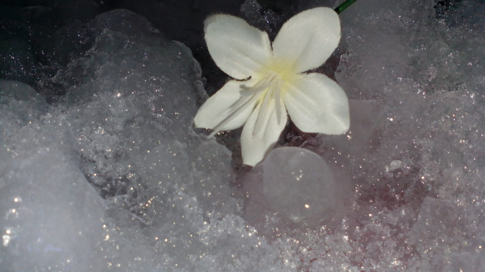  Una flor  en el  agua 