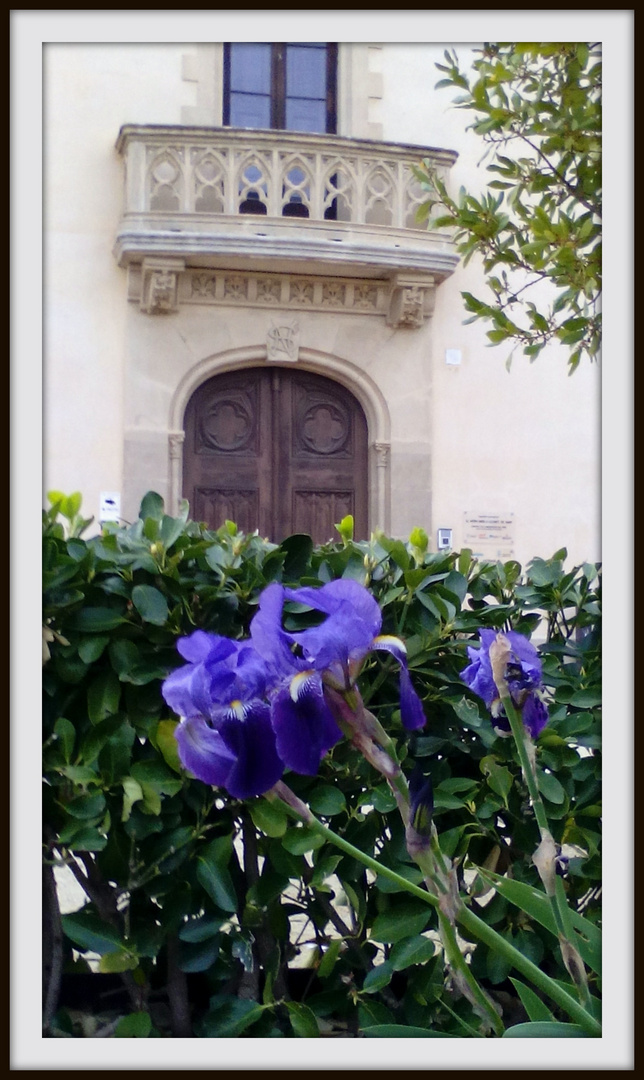 Una flor en el jardin