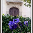 Una flor en el jardin