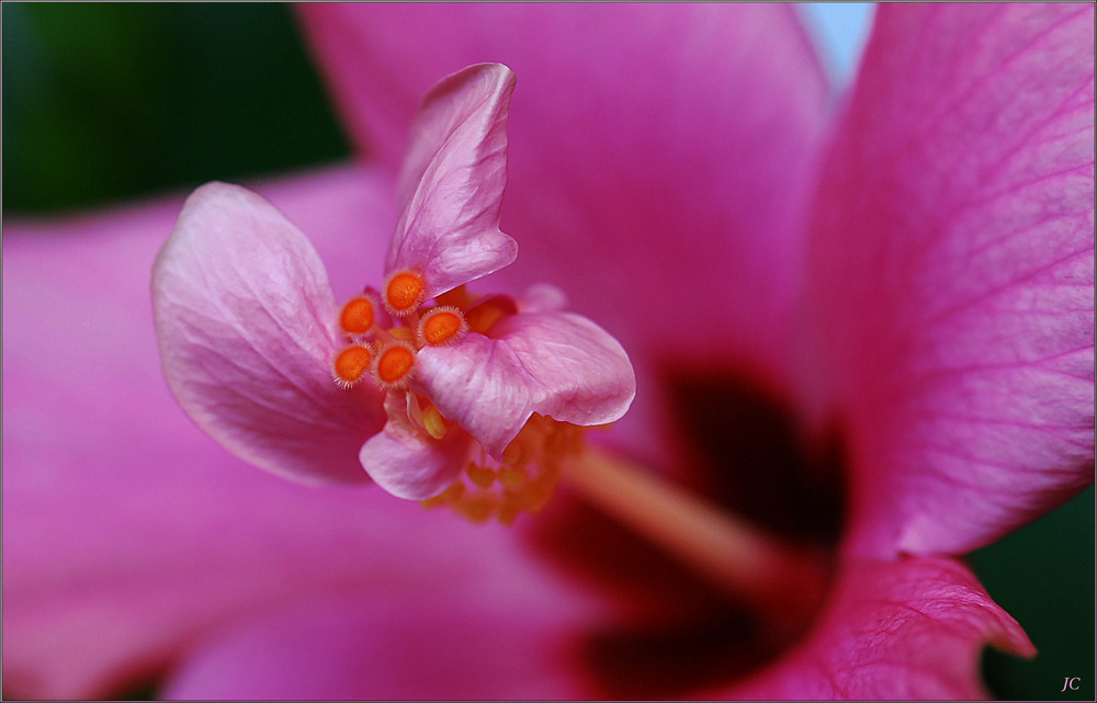 Una flor en la flor