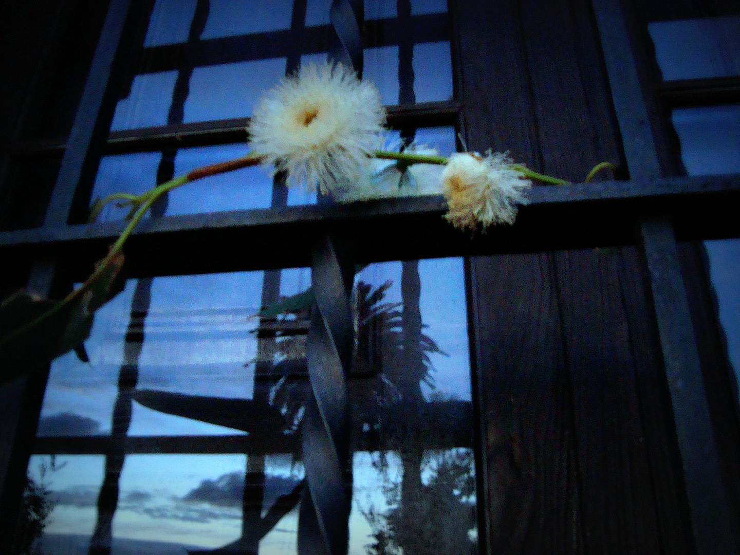 UNA FLOR EN LA VENTANA