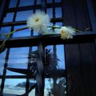 UNA FLOR EN LA VENTANA