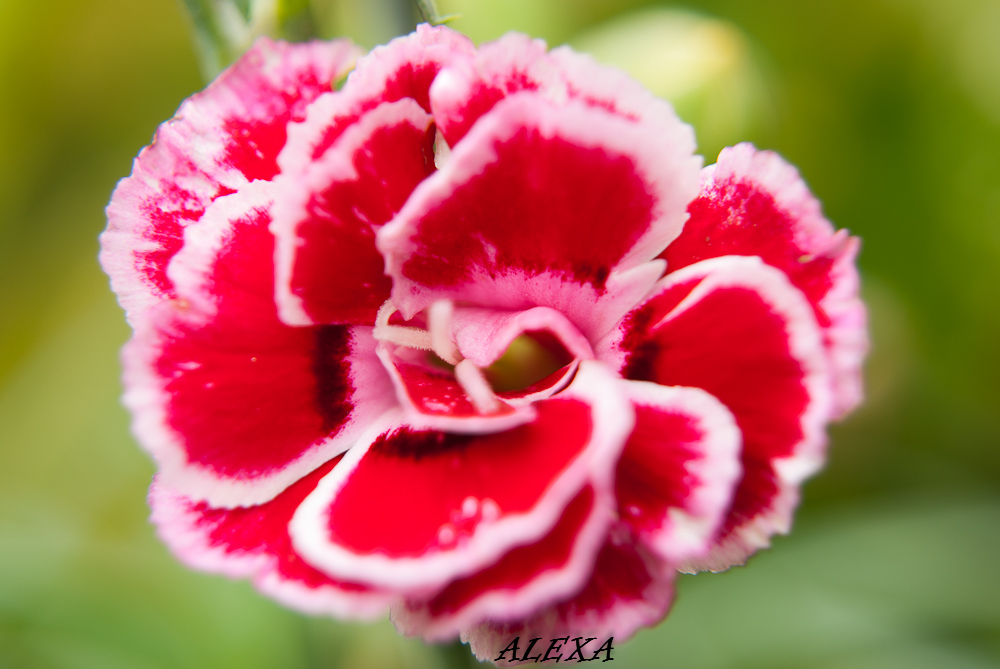 una flor en mi jardin