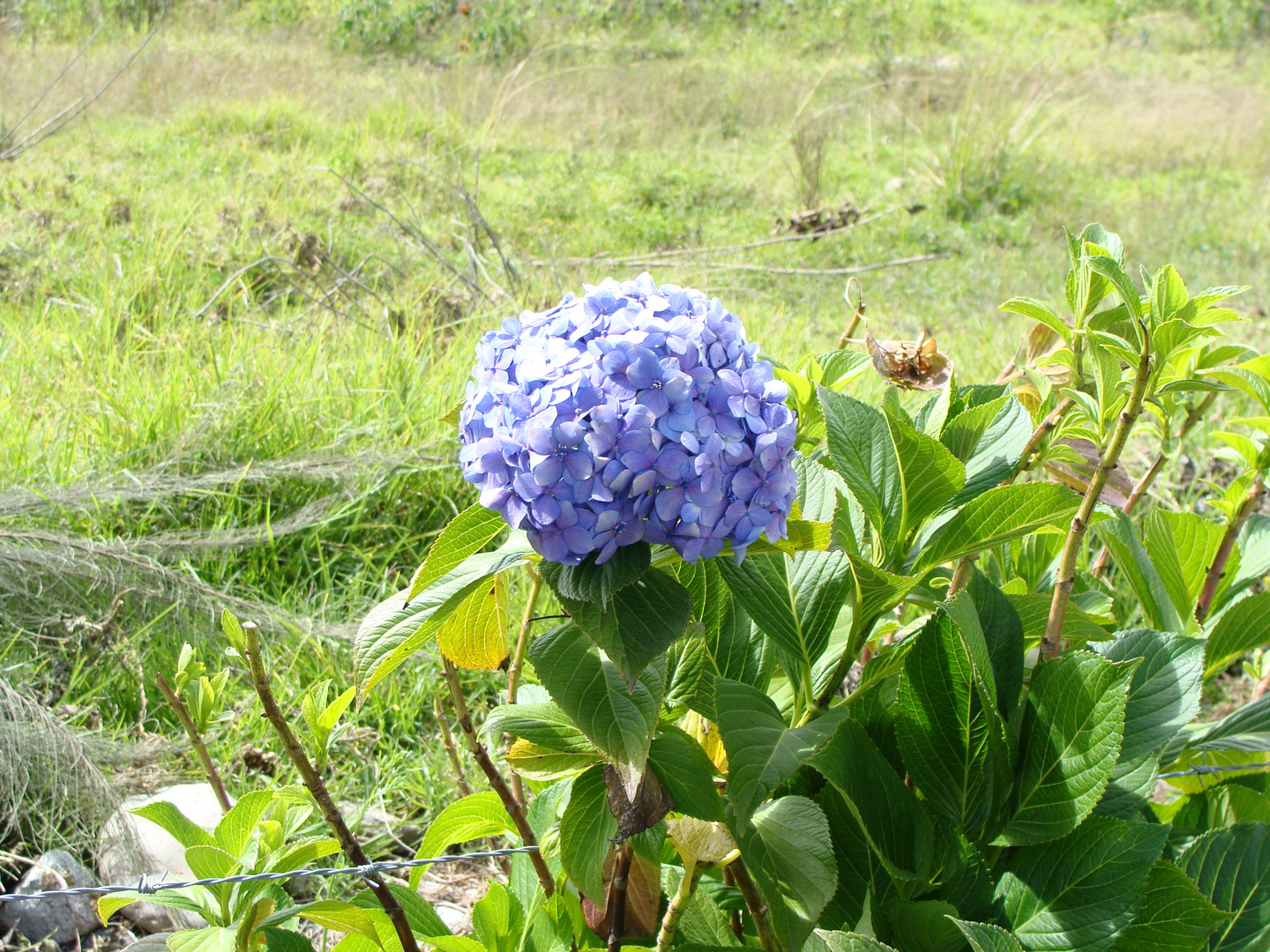 Una flor en Yungay