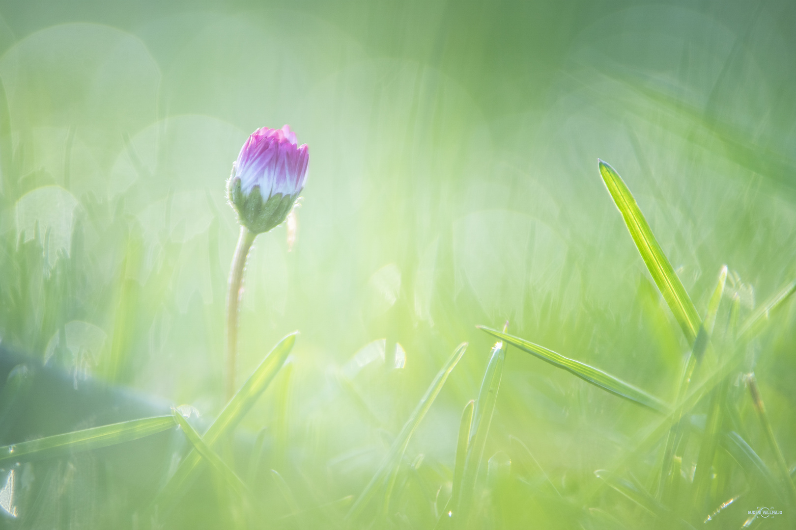 Una flor