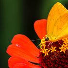 Una flor más