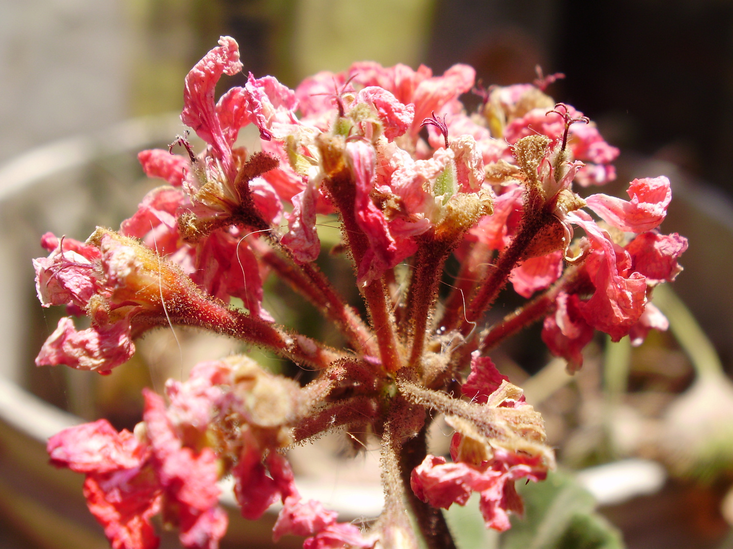 Una flor olvidada