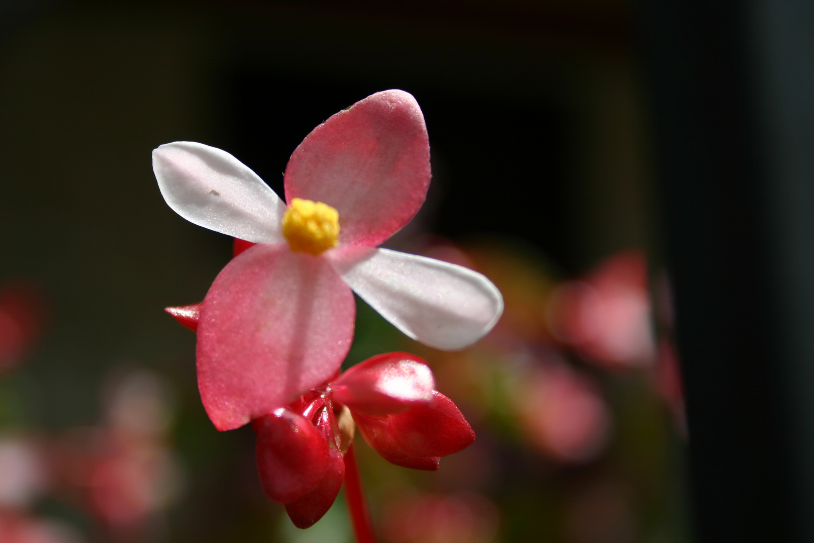 Una flor para ti