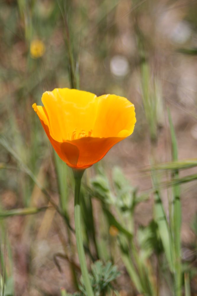 Una flor para ti