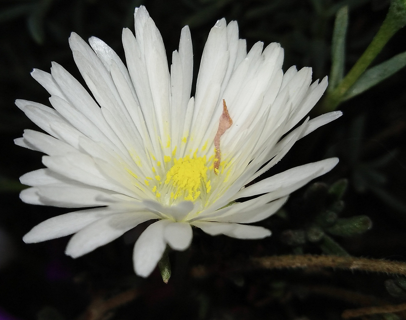  UNA FLOR PARA UN FELIZ INVIERNO 