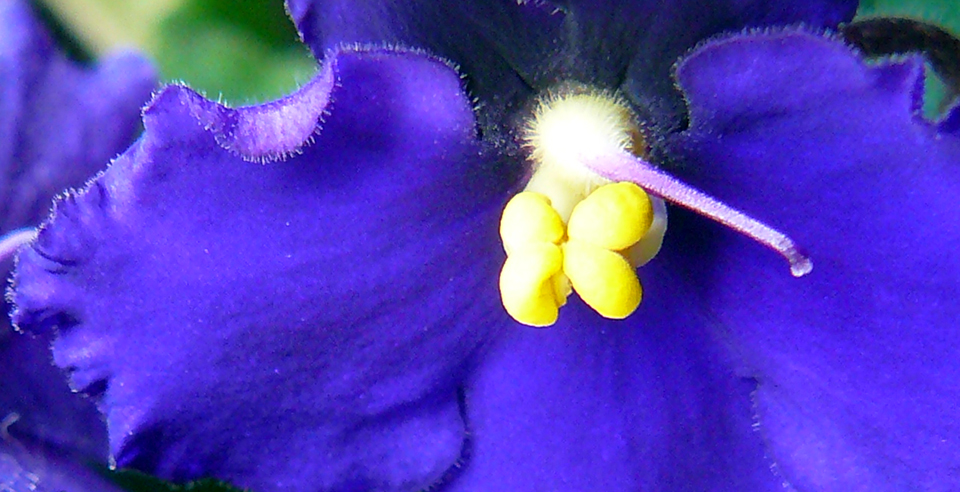 Una flor para una Flor...