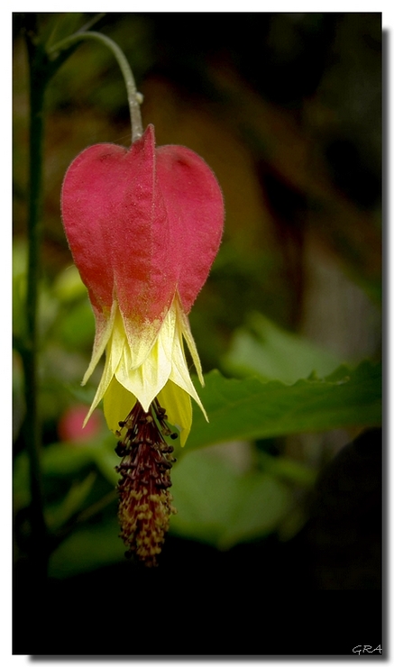 Una flor para una Rosa.