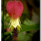 Una flor para una Rosa.