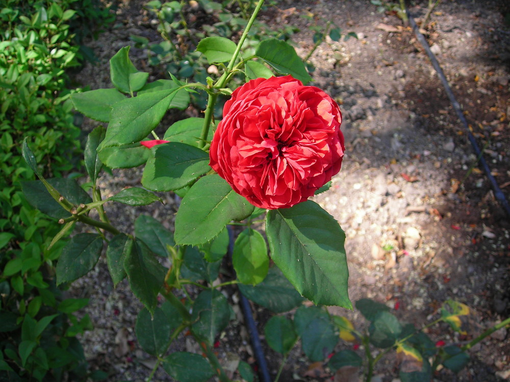 una flor roja.