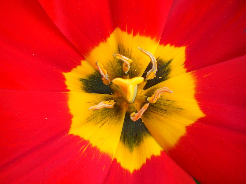 una flor roja