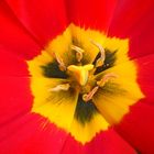 una flor roja