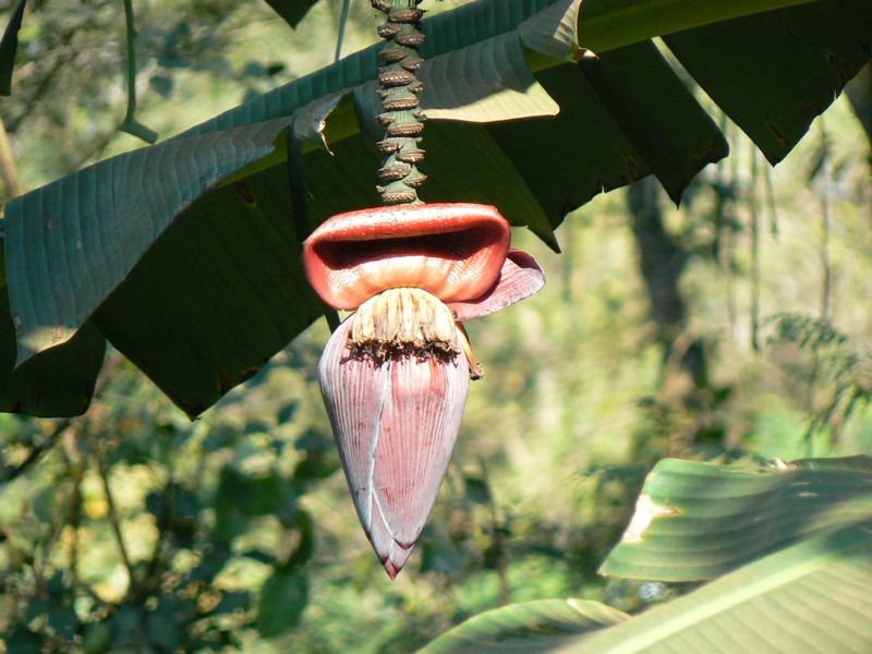 Una Flor Rolling Stone