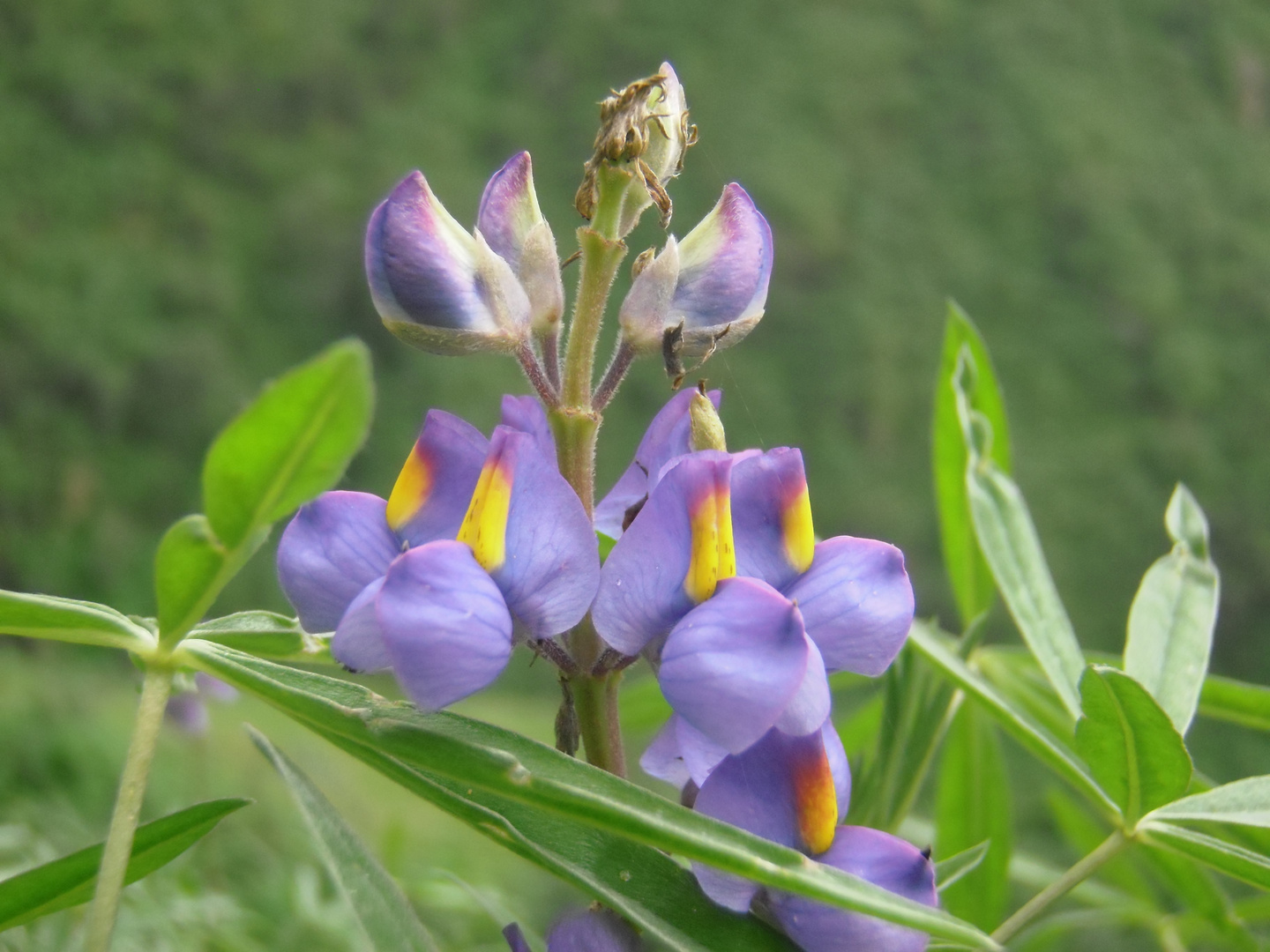 Una flor silvestre