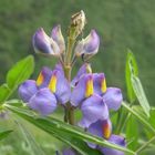 Una flor silvestre