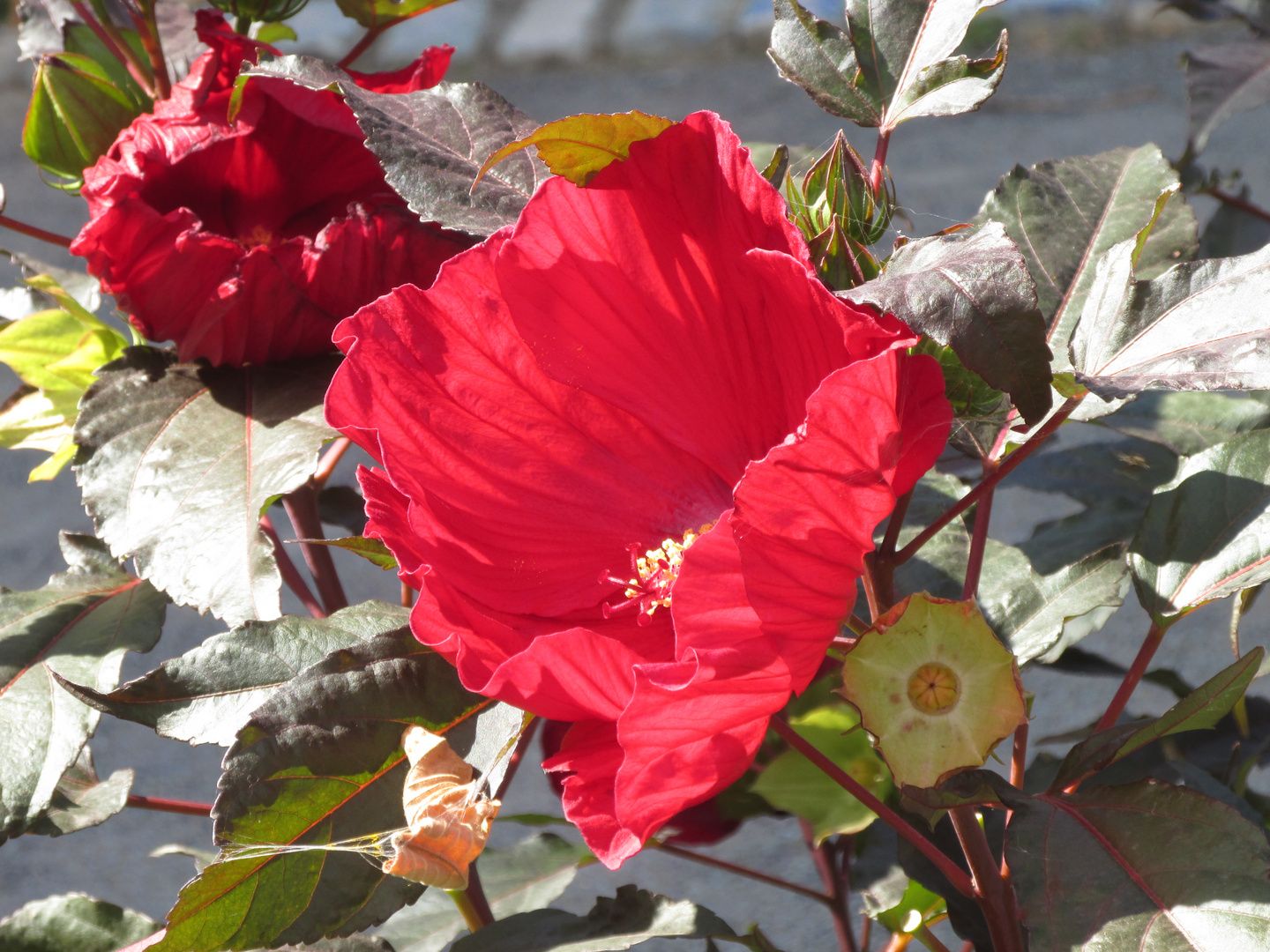 una flor simplemente hermosa