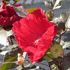 una flor simplemente hermosa