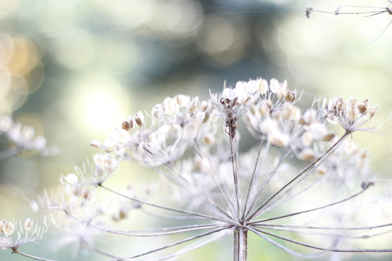 Una flor trasformada