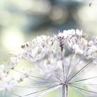 Una flor trasformada