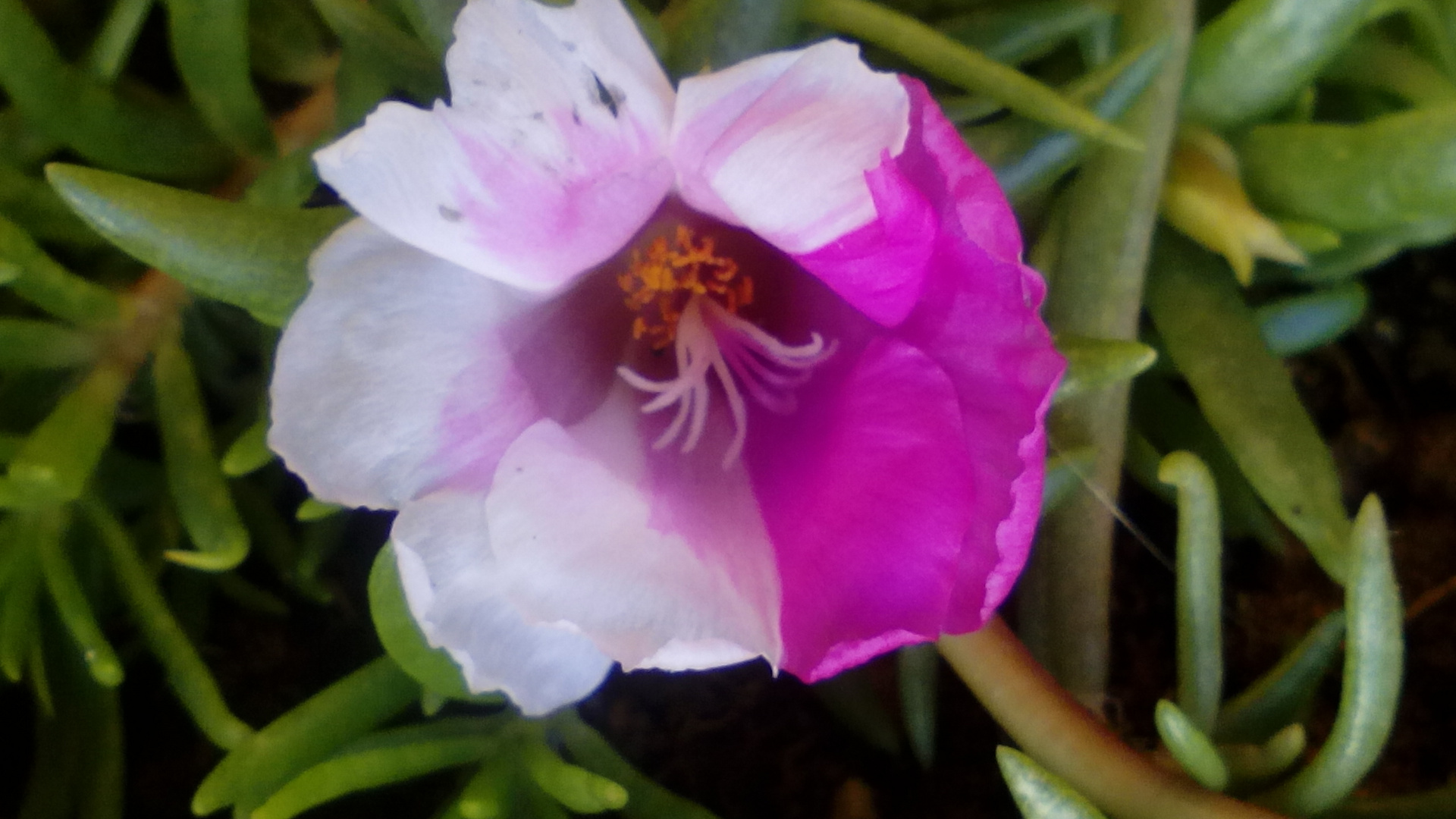  Una flor un hermoso recuerdo 