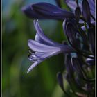 Una flor violeta en el parque