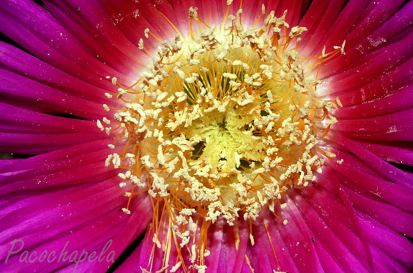 Una flor y sus  bellos detalles