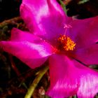  Una flor y un recuerdo  