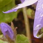 UNA FLOR Y UNA GOTA