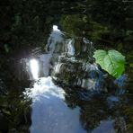 Una foglia nel cielo