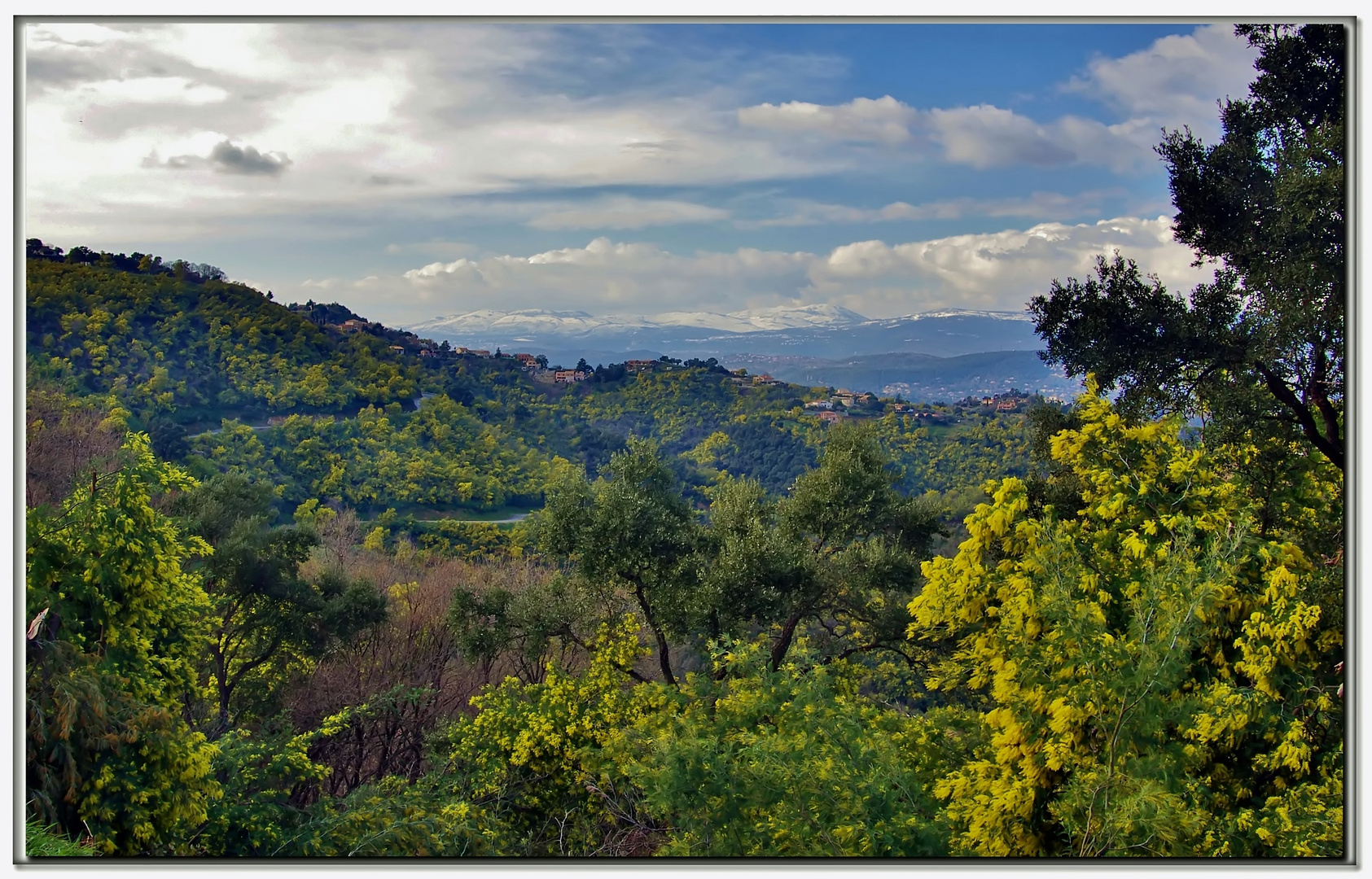 una foresta di mimose....