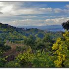 una foresta di mimose....