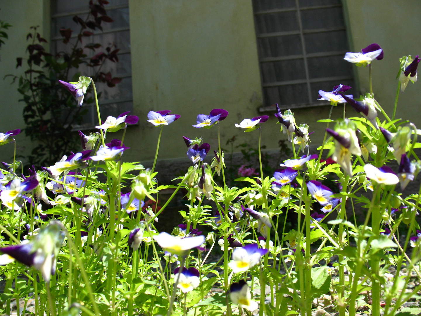 Una foresta di Violette