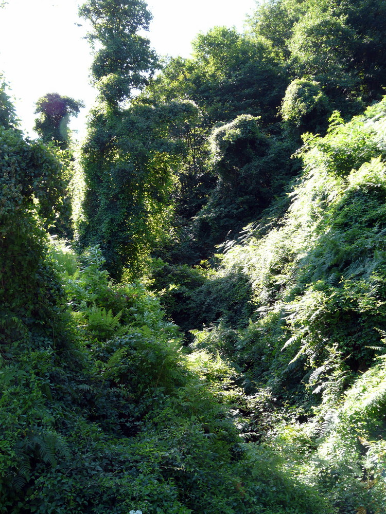 Una foresta ...italiana