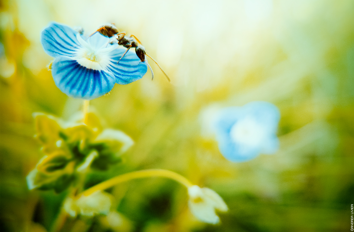 Una formica non fa primavera