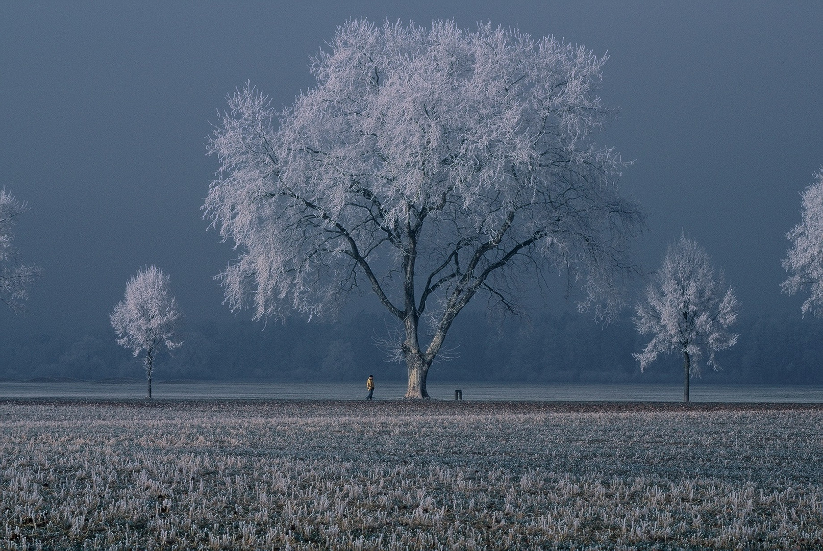 una foto dell,ultimo inverno 1