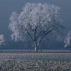 una foto dell,ultimo inverno 1