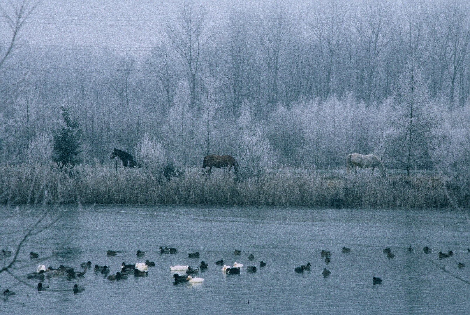 una foto dell,ultimo inverno 2