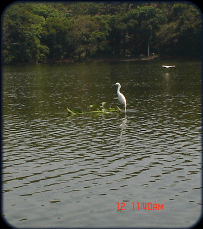 UNA GARZA VOLANDO Y OTTRA PARADA SOBRE UN LIRIO